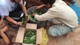 Výroba nápoje ayahuasca