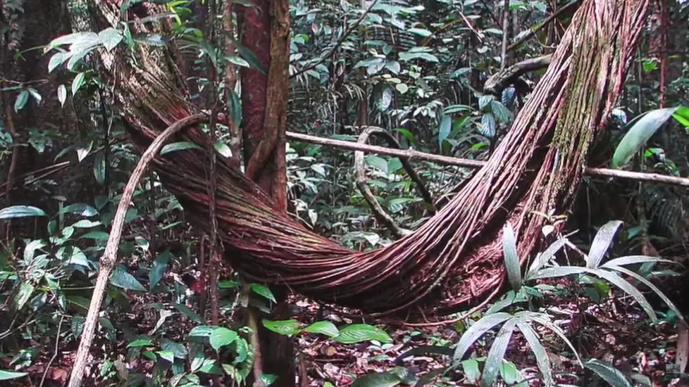 Liány potřebné k výrobě nápoje ayahuasca