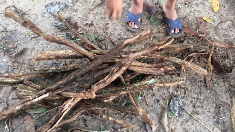 Liány potřebné k výrobě nápoje ayahuasca