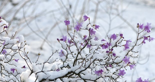 Azalce mráz nevadí, nebezpečnější je ostré slunce.