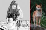 Malé Azarii nebyl ještě ani rok, když zmizela. Zůstala po ní jen krev ve stanu jejích rodičů. Jak se ale nakonec ukázalo, nezabila ji její matka, ale odvlekl pes dingo!