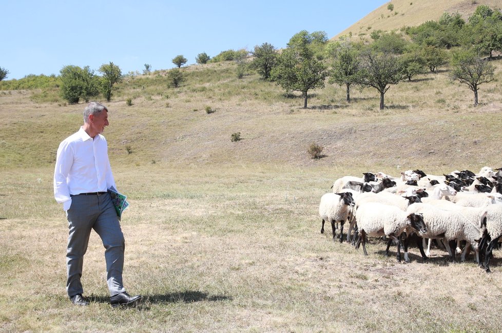 Premiér Andrej Babiš se při akci „Vypouštění syslů&#34; zadíval i na stádo oveček
