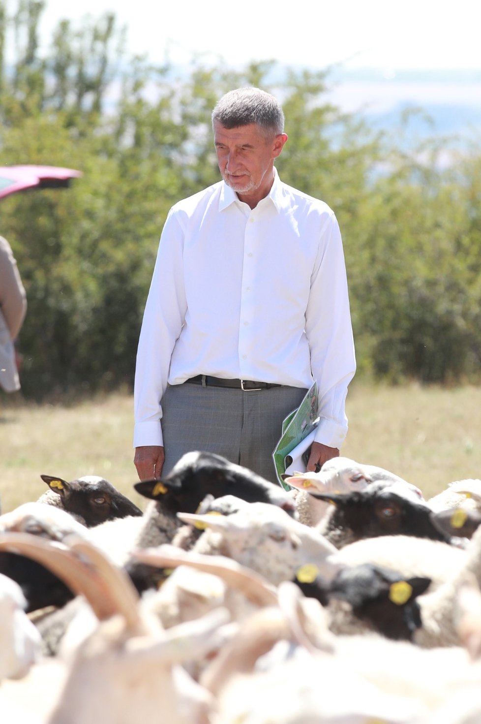 Premiér Andrej Babiš se při akci „Vypouštění syslů“ zadíval i na stádo oveček.