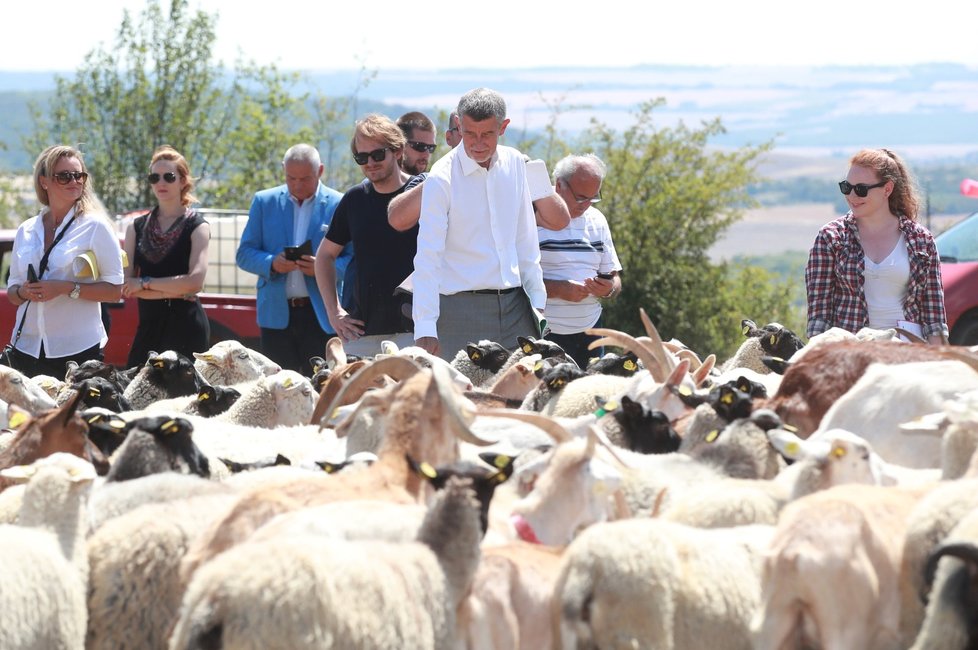Premiér Andrej Babiš si při akci &#34;Vypouštění syslů&#34; zadíval i na stádo oveček