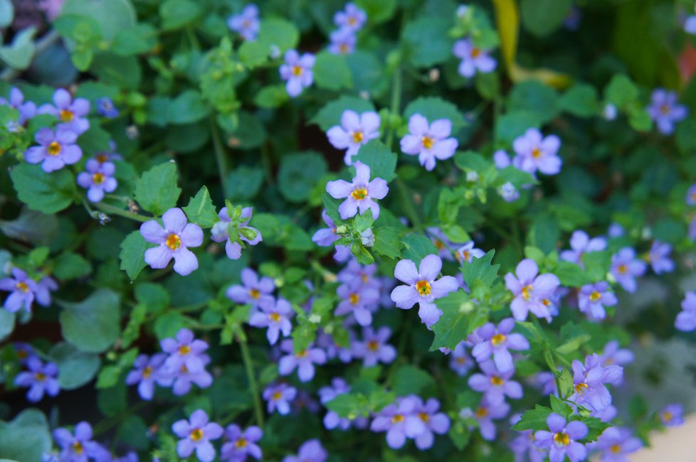 Bacopa