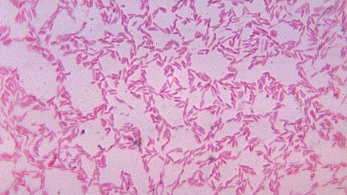 Bacteroides biacutis, jedna z nejběžnějších střevních bakterií