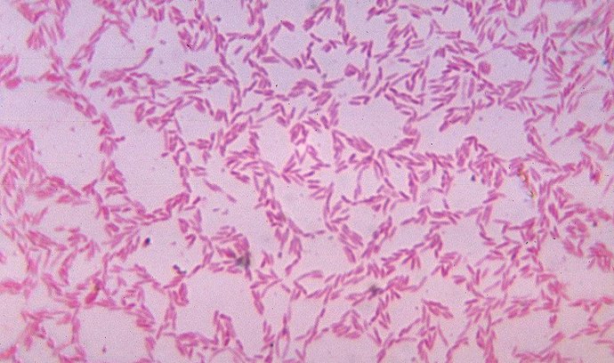 Bacteroides biacutis, jedna z nejběžnějších střevních bakterií