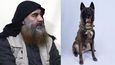 Šéfa ISIS Bagdádího zahnal do slepého tunelu pes Conan. Ze zranění se zotavil