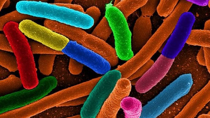 Bakterie E.coli, na kterých probíhalo testování nových antibiotik aktivovaných UV zářením