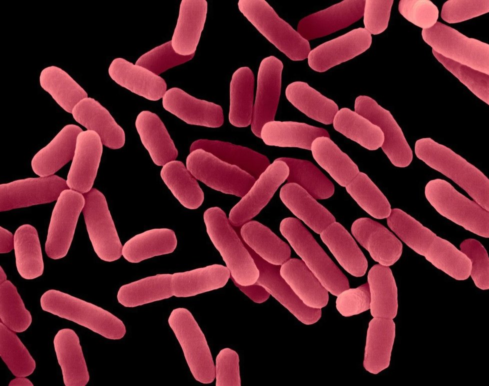 Bakterie E.coli