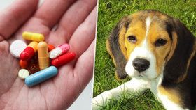Bakterie rezistentní proti antibiotikům: Lidé se zřejmě mohou chytit i od psů.