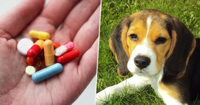 Bakterie rezistentní proti antibiotikům: Lidé se zřejmě mohou chytit i od psů.