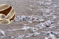 Pohroma jménem vlhčené ubrousky: Povalují se po plážích plné nebezpečných bakterií