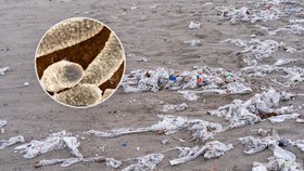 Pohroma jménem vlhčené ubrousky: Povalují se po plážích plné nebezpečných bakterií