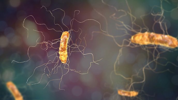Spojenými státy se šíří jedna z nejagresivnějších bakterií. Můžou za to přísady do potravin. Ilustrační foto