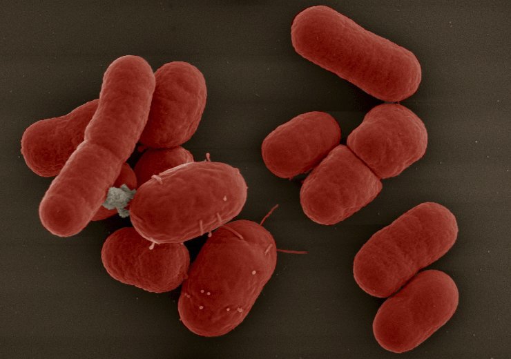 Acinetobacter baumannii