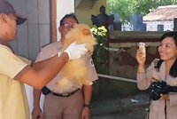 Úsměv před popravením štěňátka: Na Bali masově zabíjí psy!