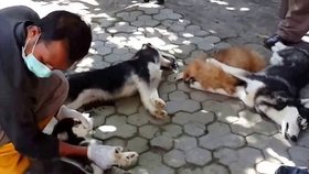 Veterinář drží psi předtím, než je utratí.