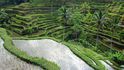 Bali: Rýžové terasy Tegalalang