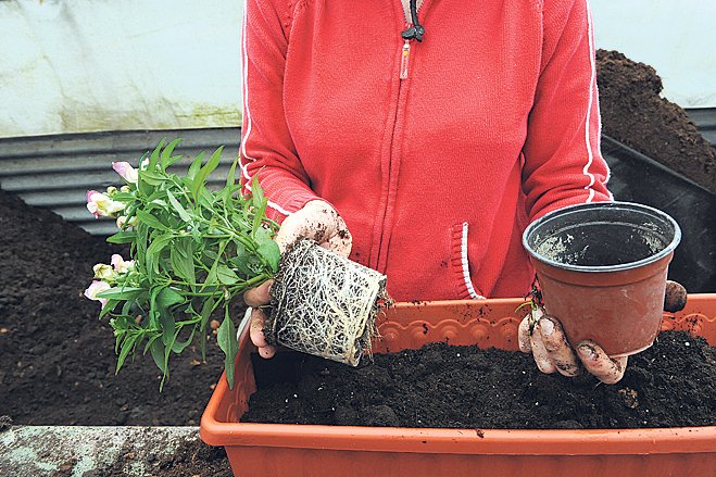 4. Vyklopíme rostlinku z květináče, zkontrolujeme kořeny, zda mají zdravou bílou barvu a nerozpadají se.