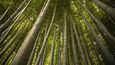 Bambusový les nedaleko japonského města Kjótó.