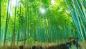 Bambusový les nedaleko japonského města Kjótó.