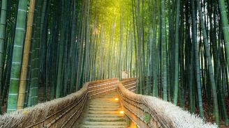 Oáza klidu a harmonie. To je bambusový les nedaleko rušného japonského města Kjótó