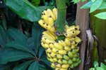 Trs banánů, kterým vám doma vyroste, může mít i pře 10 kilogamů!
