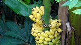 Jak doopravdy chutná banán? Do tropů nemusíte, sklízejte je v bytě!