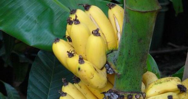 Banány dozrávají postupně.