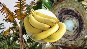 Na současné banány útočí celá řada nemocí. Pravděpodobně bude třeba vyšlechtit novou odrůdu
