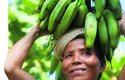 Banánové plantáže jsou dnes rozšířené v tropech celého světa