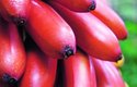 Oblíbená odrůda červených banánů se k nám běžně nedováží, nejsou dostatečně trvanlivé, aby vydržely transport