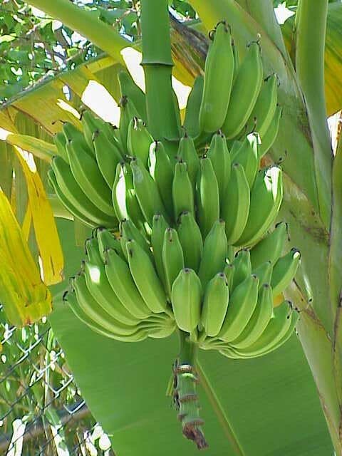 Banány jsou tropické ovoce, rostou v trsech. Dozrávají až během dopravy k nám