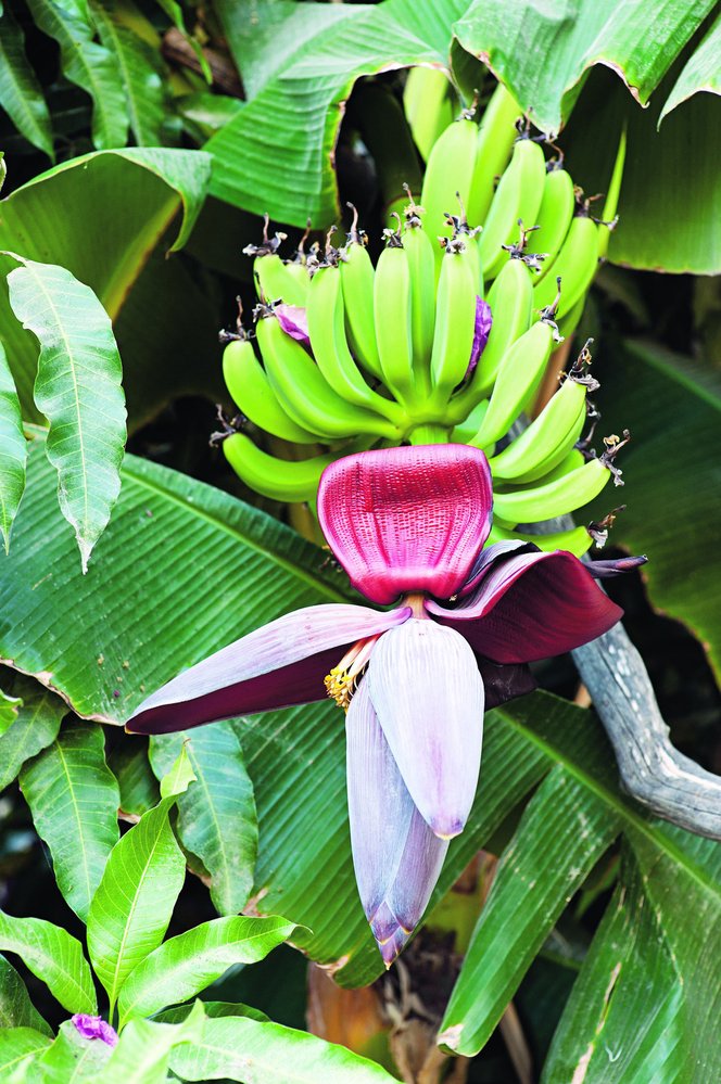 Květy banánovníku jsou zpočátku skryté pod barevnými listeny, které postupně odpadávají