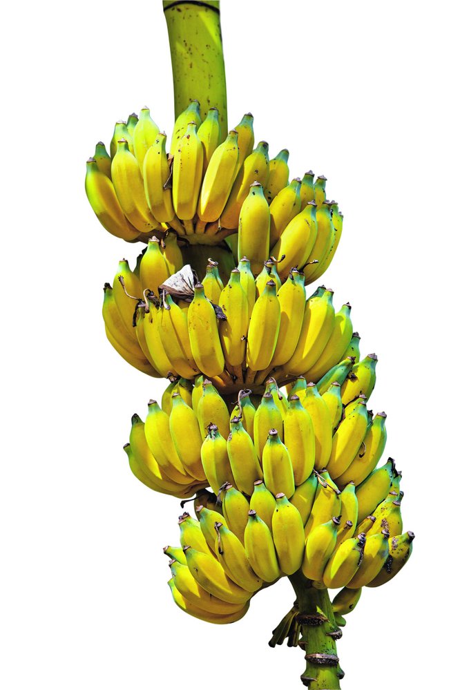 Plody banánovníků rostou v trsech, které mohou vážit až 60 kg