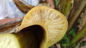 Strom banánovníku nemocný panamskou nemocí