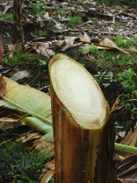 Strom banánovníku nemocný panamskou nemocí