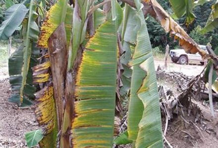 Banánovník napadený panamskou nemocí, kmenem TR4