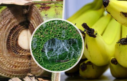 Banány po celém světě hubí nebezpečná nemoc. Vědkyně popsala, jaká je naděje na záchranu