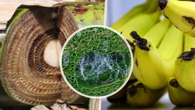 Kmen TR4 panamské nemoci se dál šíří a nadále napadá stále více banánovníků.