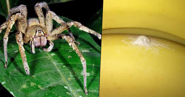 Rodina si s banány přinesla domů i vajíčka nejnebezpečnějšího pavouka na světě!