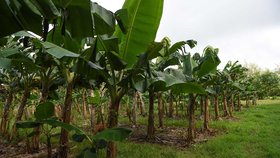 Zákeřná panamská nemoc postihla banánovou farmu v Austrálii.