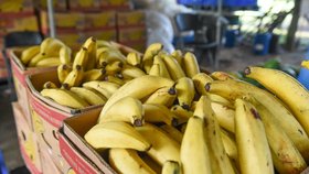 Zákeřná panamská nemoc postihla banánovou farmu v Austrálii.