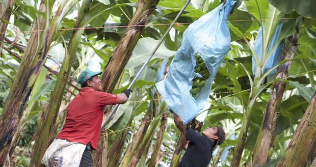 Tajemství levných banánů: Otrocká práce a zničené zdraví dělníků z plantáží