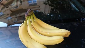 Banány Cavendish prodávané v Česku