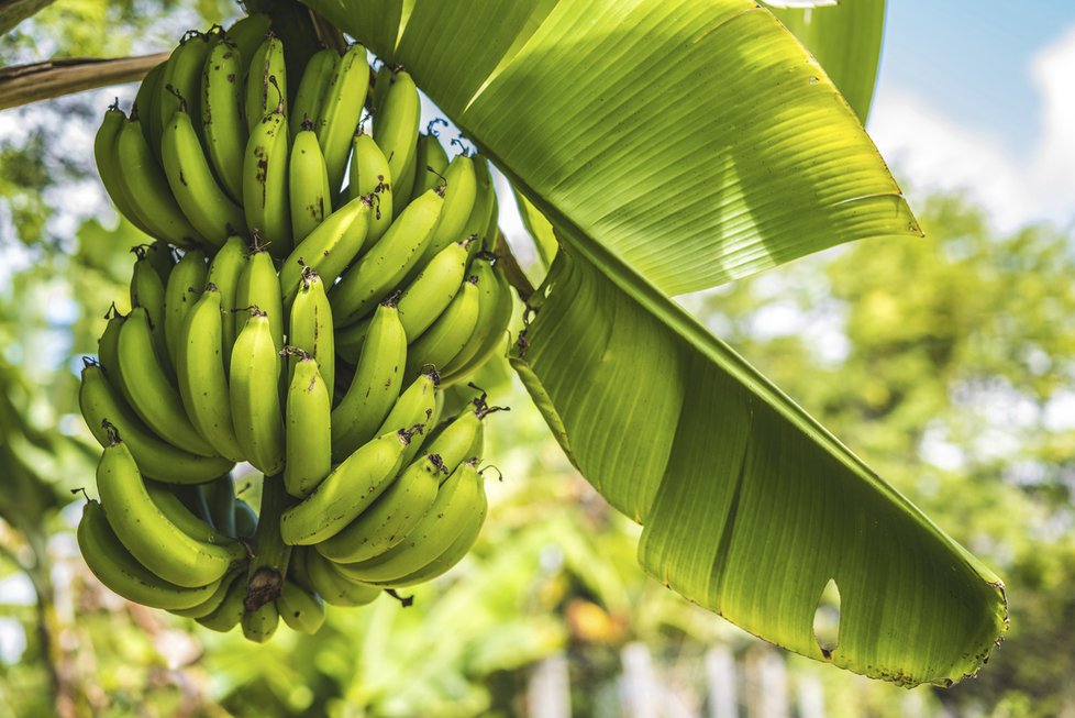 Nejoblíbenější odrůdou banánů jsou banány Cavendish. Jejich osud je ale nejistý