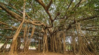 Chodící strom škrtič byl v Indii rozšířenou legendou, ale horor z něj udělali až Britové 
