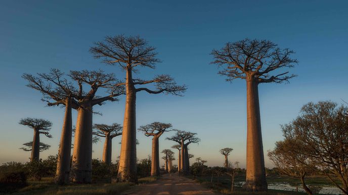 Baobaby rostou i několik tisíc let - ilustrační snímek