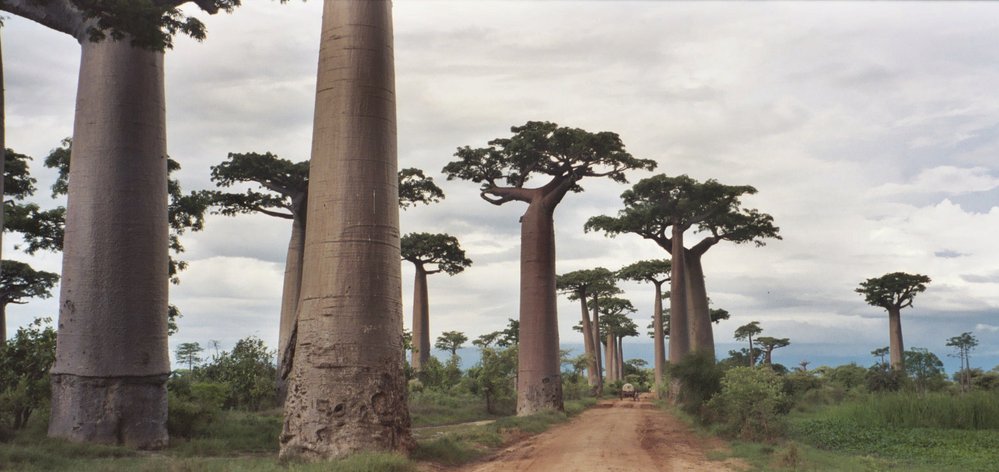 Alej baobabů na Madagaskaru